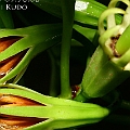 Bruguiera exaristata (Rib-fruited Orange Mangrove) in Lake street in Cairns ニセオヒルギ<br />Canon KDX + EFS60 F2.8 + SPEEDLITE 380EX